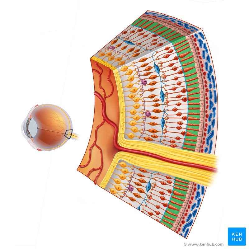 Fotorreceptores Conos y bastones Kenhub