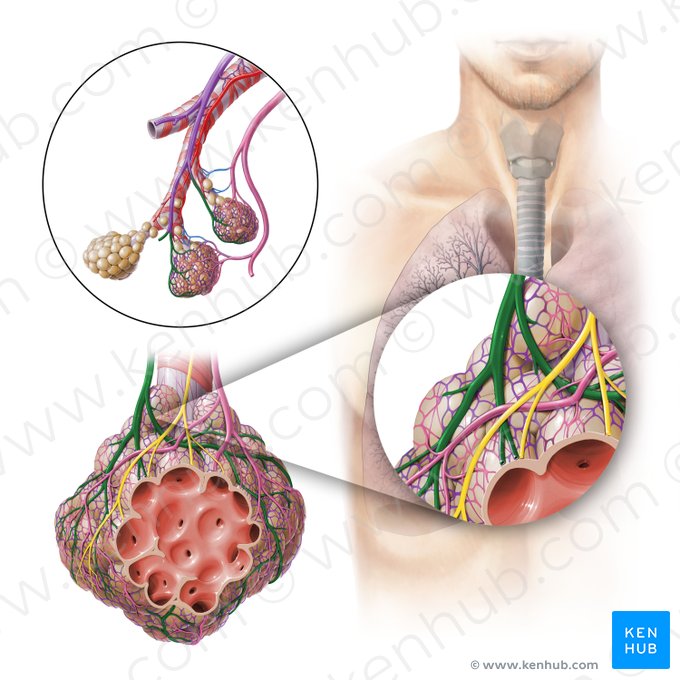 Arteriola pulmonalis (Lungenarteriole); Bild: Paul Kim