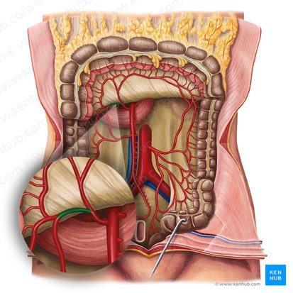 Right branch of middle colic artery (Ramus dexter arteriae colicae mediae); Image: Irina Münstermann