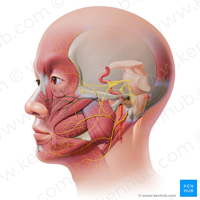 Zygomatic branches of facial nerve (Rami zygomatici nervi facialis); Image: Paul Kim