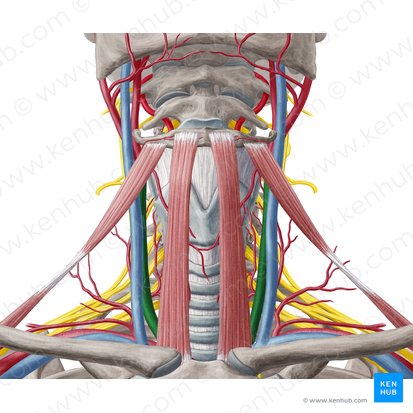 Common carotid artery (Arteria carotis communis); Image: Yousun Koh