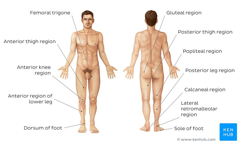 Regions of the lower limb - anterior and posterior views