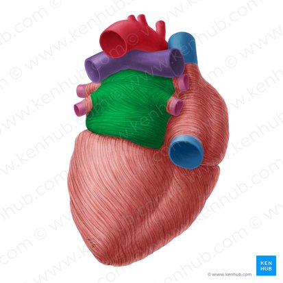 Left atrium of heart (Atrium sinistrum cordis); Image: Yousun Koh