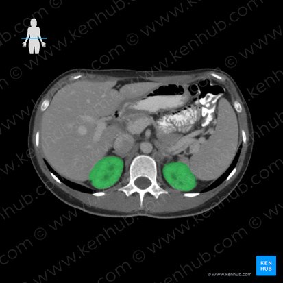 Kidney (Ren); Image: 