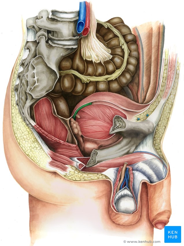 Right ductus deferens - lateral-right view