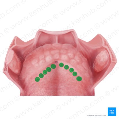Papillae vallatae (Wallpapillen); Bild: Begoña Rodriguez