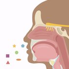 Olfaction