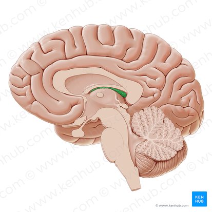 Choroid plexus of third ventricle (Plexus choroideus ventriculi tertii); Image: Paul Kim