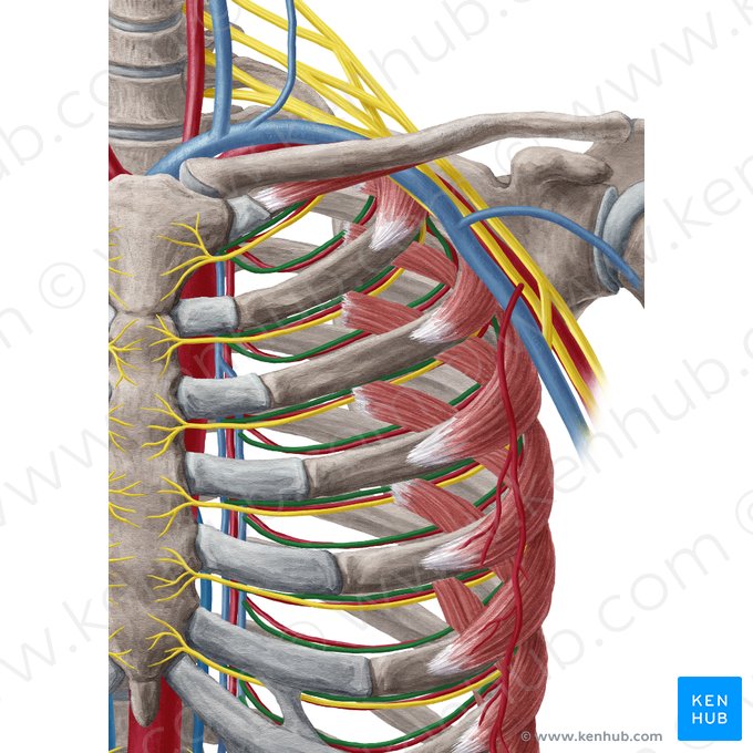 Anterior intercostal vein (Vena intercostalis anterior); Image: Yousun Koh