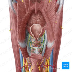 Arteria laryngea superior (Obere Kehlkopfarterie); Bild: Yousun Koh