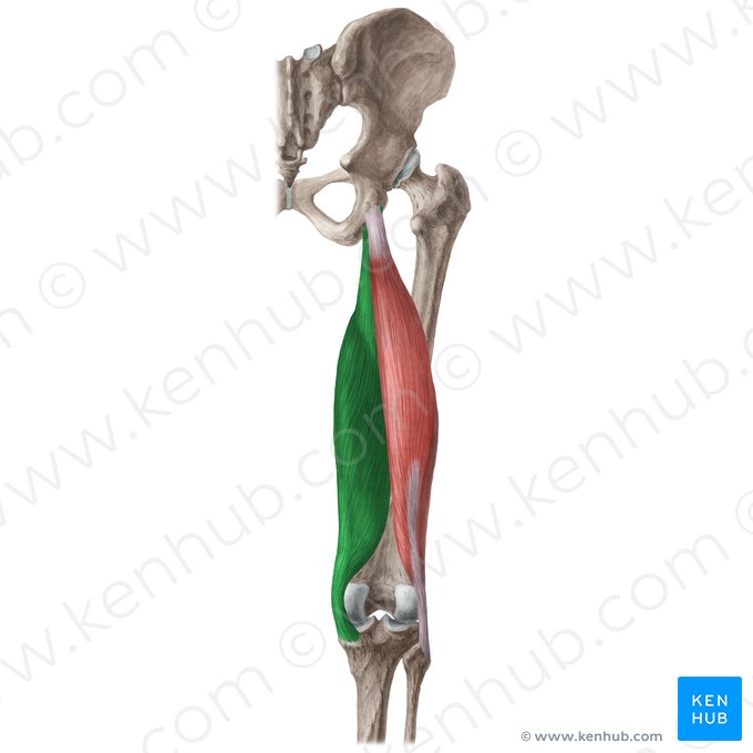 Músculo semimembranáceo (Musculus semimembranosus); Imagem: Liene Znotina