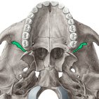 Inferior orbital fissure 