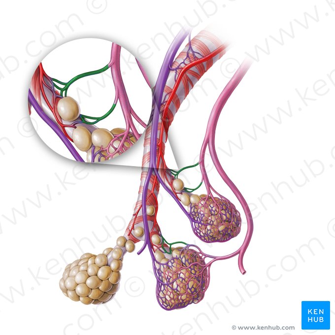 Veias brônquicas (Venae bronchiales); Imagem: Paul Kim