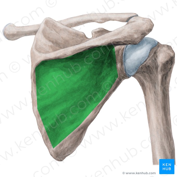 Fossa infraespinhal da escápula (Fossa infraspinata scapulae); Imagem: Yousun Koh