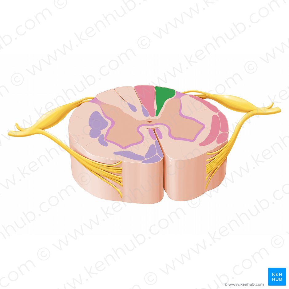 Ascending tracts of the spinal cord: Anatomy | Kenhub