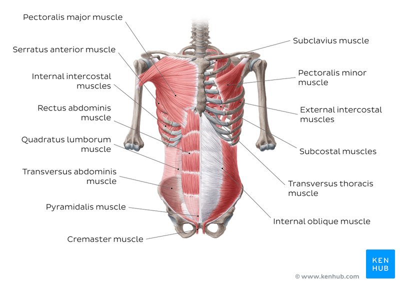 Ventral trunk muscles: Anterior view
