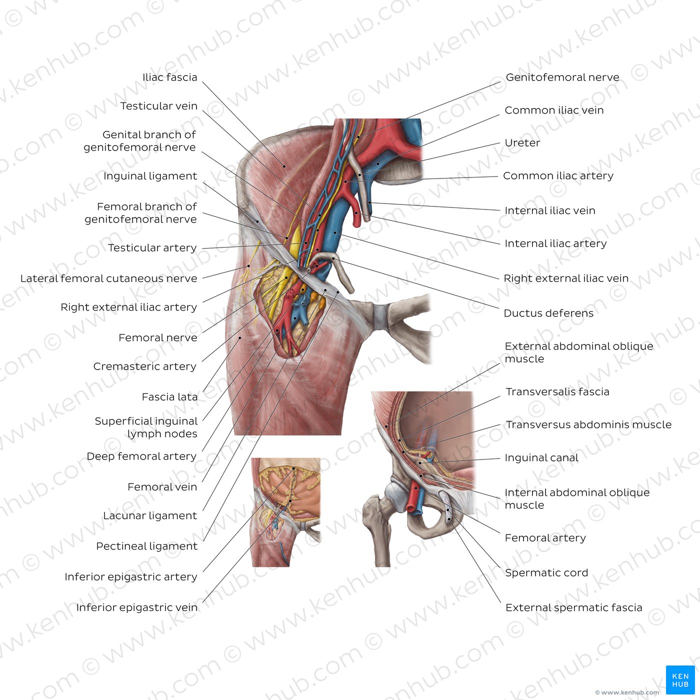 Abdominal wall: Layers, muscles and fascia | Kenhub