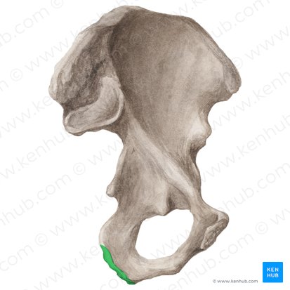 Ischial tuberosity (Tuber ischiadicum); Image: Liene Znotina