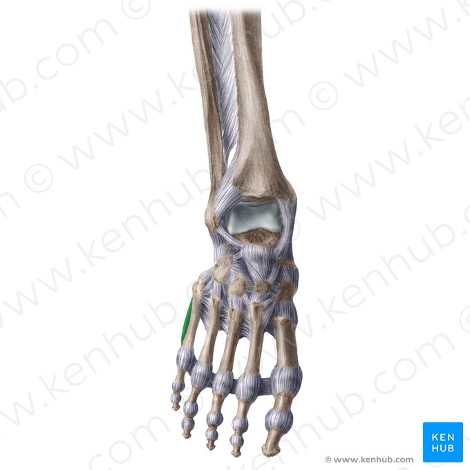 Abductor digiti minimi muscle of foot (Musculus abductor digiti minimi pedis); Image: Liene Znotina