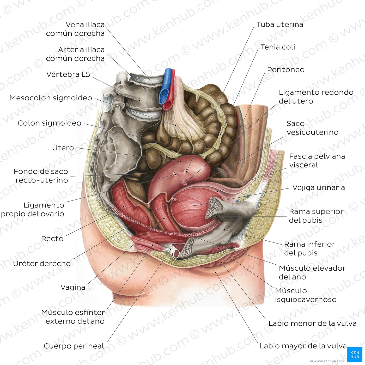Órganos de la pelvis femenina y periné