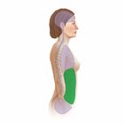 Lageverhältnisse im Abdomen und Becken