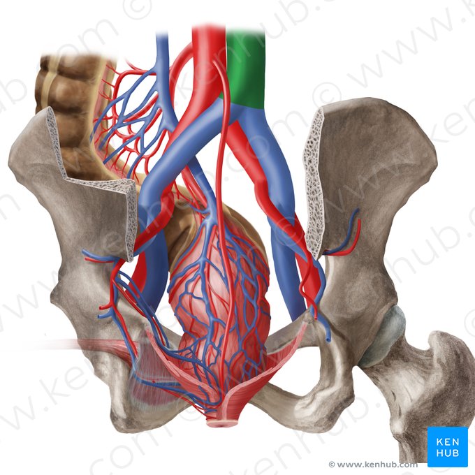 Veia cava inferior (Vena cava inferior); Imagem: Begoña Rodriguez