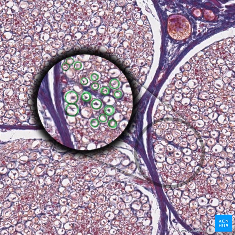 Myelin - histological slide
