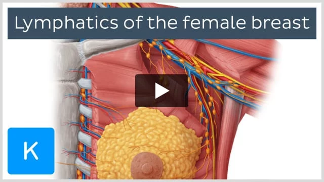 Axillary lymph nodes: Definition, anatomy and location