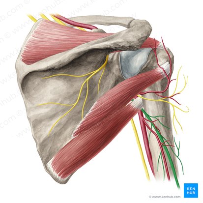 Nervio radial (Nervus radialis); Imagen: Yousun Koh