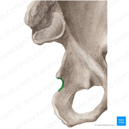 Incisura ischiadica minor ossis coxae (Kleiner Einschnitt des Hüftbeins); Bild: Liene Znotina