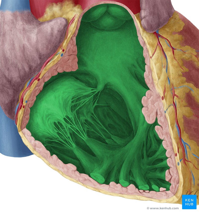 Ventrículo direito - vista anterior (verde)