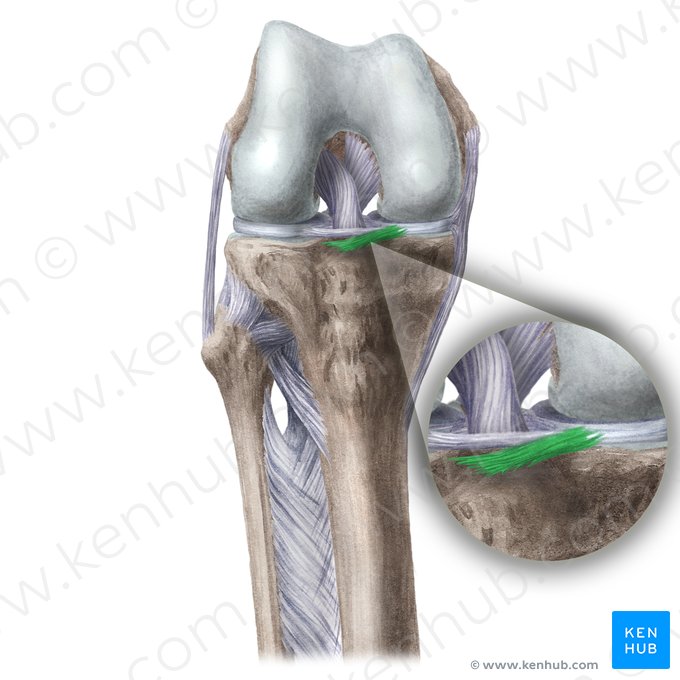 Ligament méniscotibial antérieur (Ligamentum meniscotibiale anterius); Image : Liene Znotina