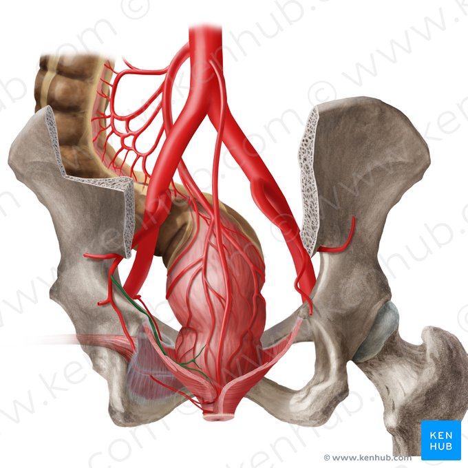 Arteria anorectalis media (Mittlere Mastdarmarterie); Bild: Begoña Rodriguez
