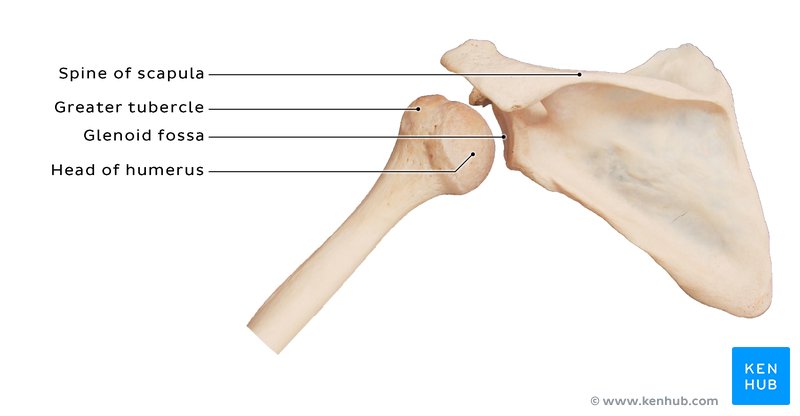 Glenohumeral joint (posterior view)