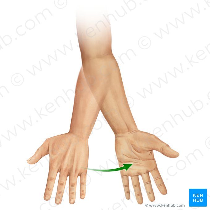 Supination of forearm (Supinatio antebrachii); Image: Paul Kim