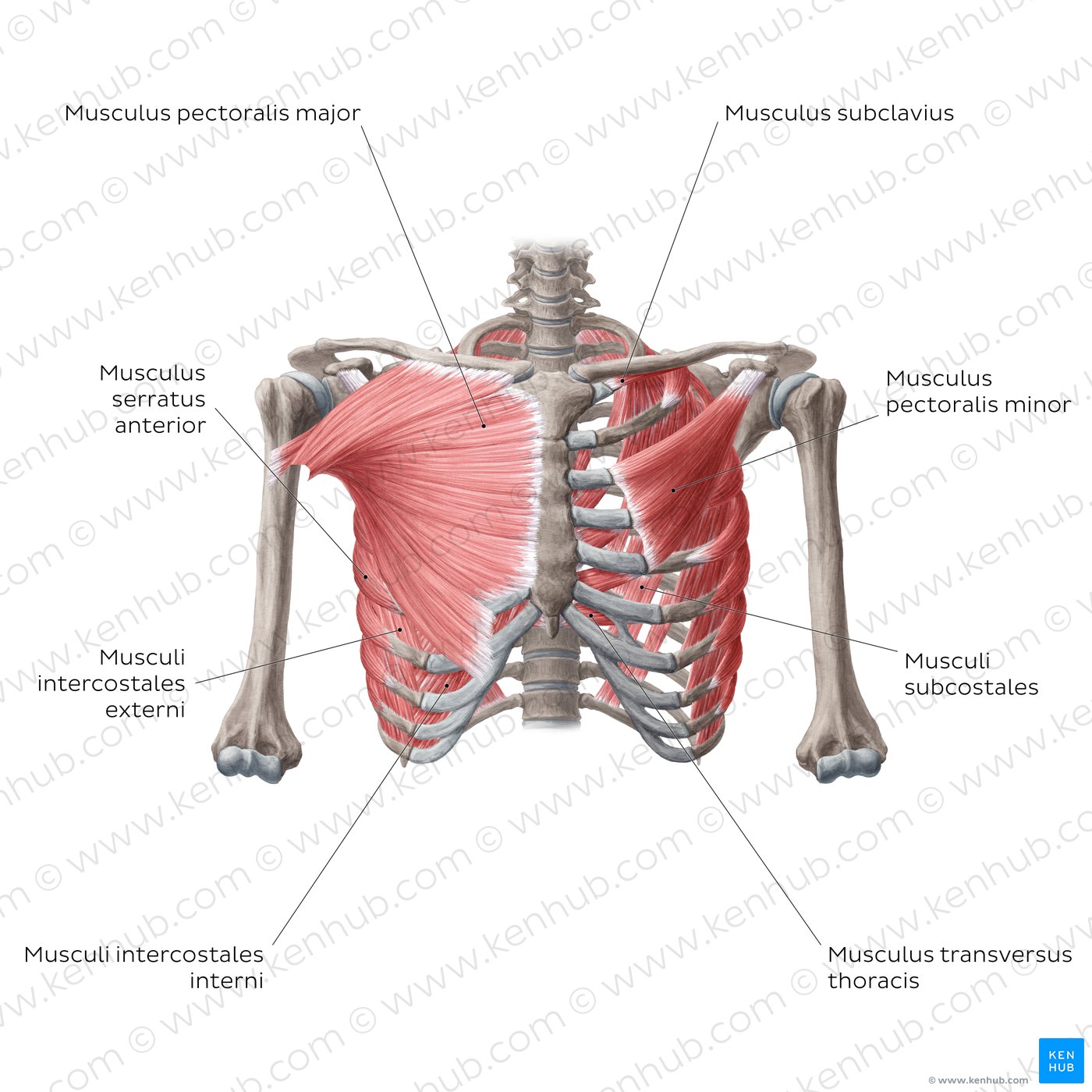 Musculus Pectoralis Minor Anatomie Funktion Syndrom Kenhub Porn Sex