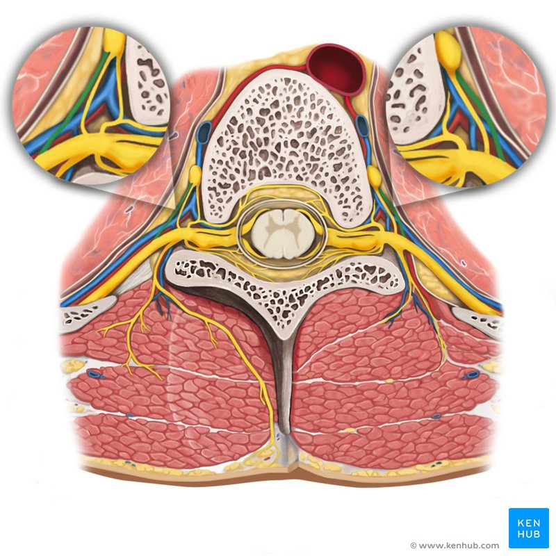 White ramus communicans: Cranial view