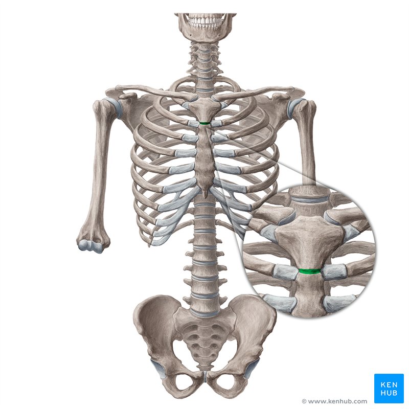 Manubriosternal joint (Symphysis manubriosternalis)