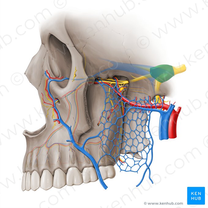 Ganglion trigeminale (Trigeminusganglion); Bild: Paul Kim