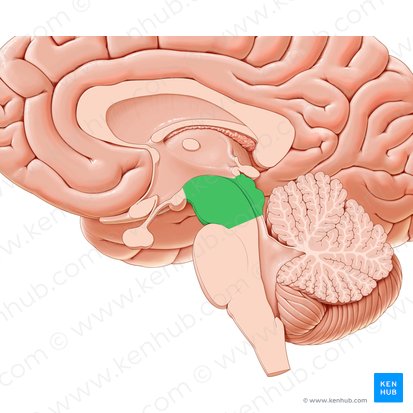 Mesencéfalo (Mesencephalon); Imagem: Paul Kim