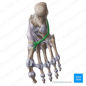 Tendão do músculo fibular longo (Tendo musculi fibularis longus); Imagem: Liene Znotina