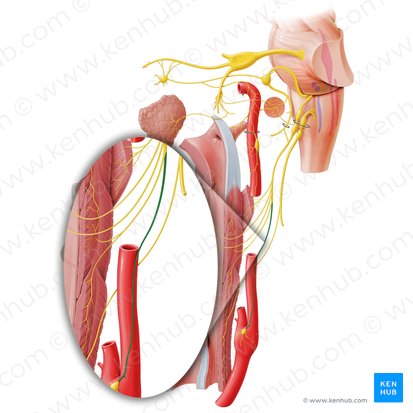 Carotid sinus nerve (Nervus sinus carotidis); Image: Paul Kim