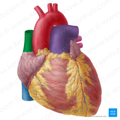 Veia cava superior (Vena cava superior); Imagem: Yousun Koh