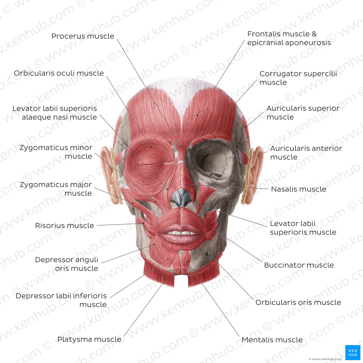 Facial muscles