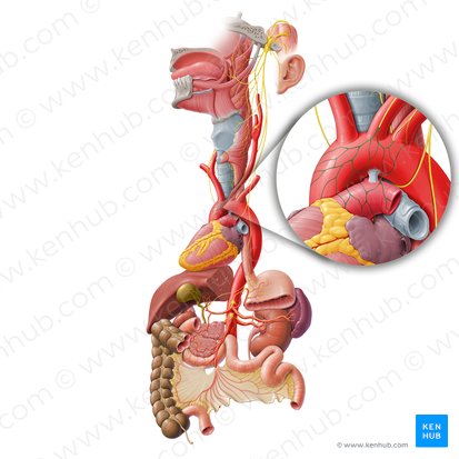 Plexo cardíaco (Plexus cardiacus); Imagem: Paul Kim