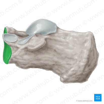 Articular surface for cuboid of calcaneus (Facies articularis cuboidea calcanei); Image: Samantha Zimmerman