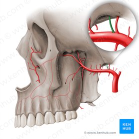 Accessory meningeal artery (Arteria meningea accessoria); Image: Paul Kim