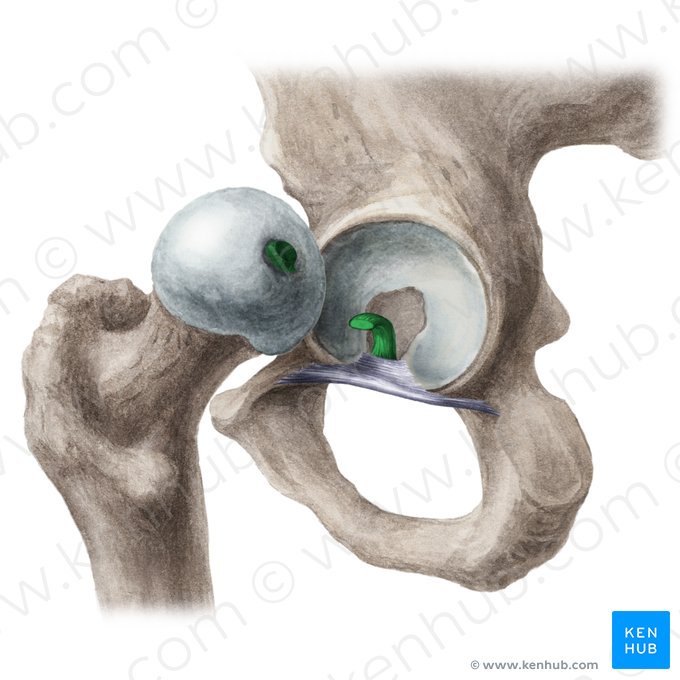 Ligament of head of femur (Ligamentum capitis femoris); Image: Liene Znotina