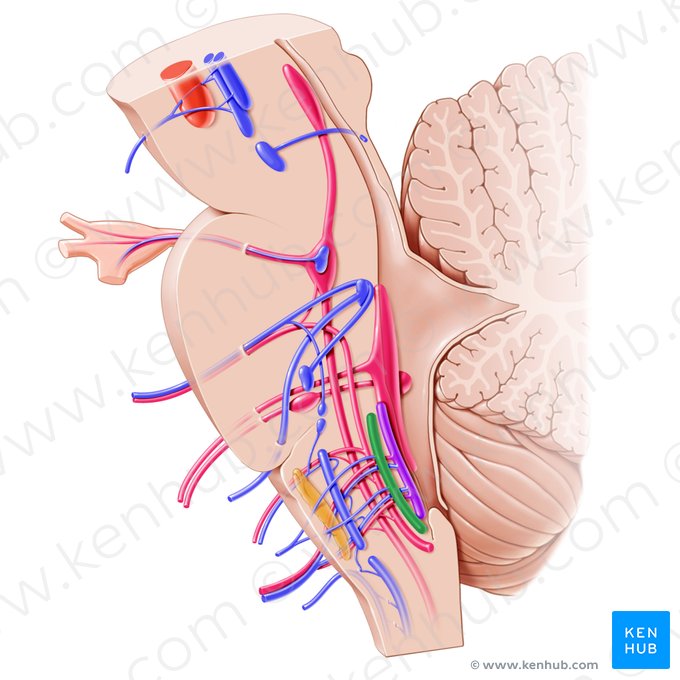 Nucleus of hypoglossal nerve (Nucleus nervi hypoglossi); Image: Paul Kim