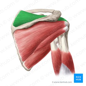 Supraspinatus muscle (Musculus supraspinatus); Image: Yousun Koh